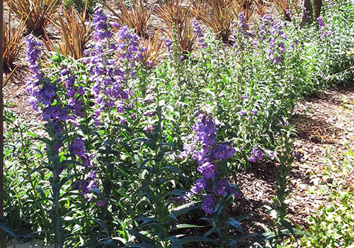 Decorative Mulches