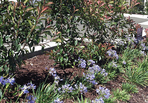 Trees, Shrubs, & Groundcover